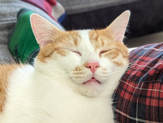 A sleeping cat with a tiny blep