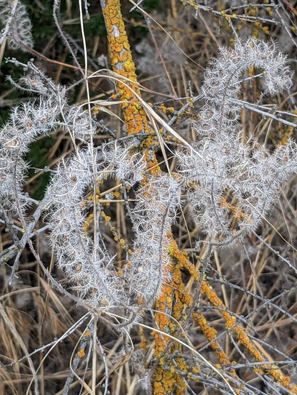 Several gracefully curving strands of silvery, lacy, skeletal inflorescence remnants, in front of a branch covered with orange and yellow crustose lichen.
