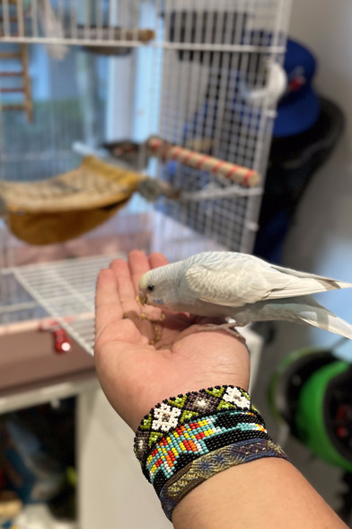 A white/blue budgie eating seeds from my hand outside of its cage.