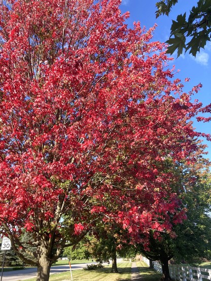 This tree always turns first...it's brilliant red leaves contrasted against the others along this path which turn yellow.  The blue blue sky glimmers in the background above a white picket fence which runs along the sidewalk where the trees give shade.