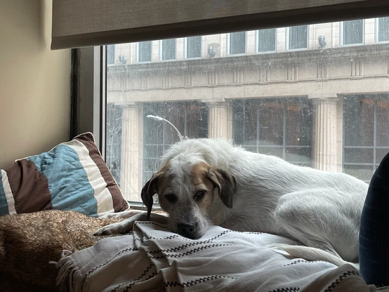 Dog in a comfy window seat in a downtown building on a rainy afternoon.