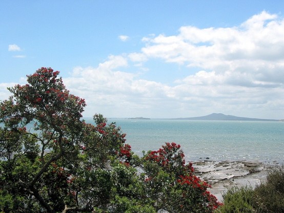 View across the clear waters of Hauraki Gulf to the volcanic Rangitoto Island. In the foreground some red blossoming Pohutukawa trees