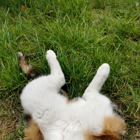 The cover image for "a beautiful garden far away from all the shit" by Raincat. It shows the mostly white back legs and stomach of a cat lying in green grass.