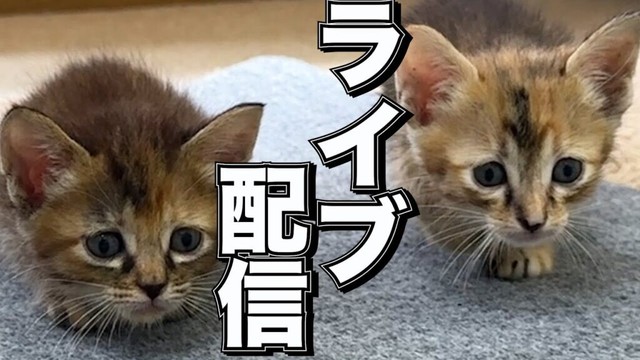 【ライブ配信】子猫リサ、リナが家族になった記念！