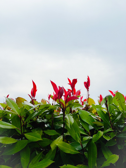 Bushes showing red leaves on top and green leaves on bottom on the background of a sky with clouds