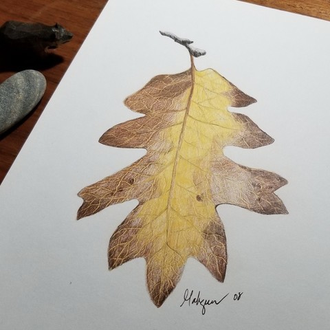 Color pencil drawing of an oak leaf changing colors. Itâ€™s yellow in the center and brown around the edges.