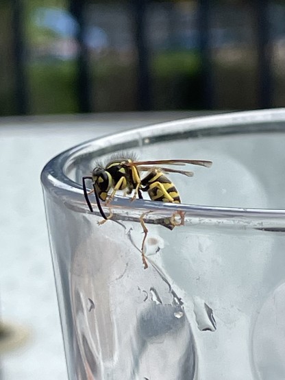 A wasp on the edge of my drinking glass