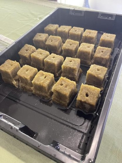 Four rows of five rockwool cubes with seeds in them sit in a seed starting tray with a thin layer of water in the bottom of the tray and each cube moistened.