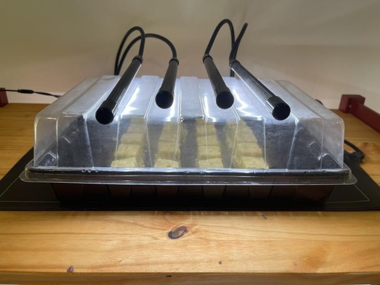 The watered rockwall cubes sit inside a seed starting tray underneath grow lights with a clear tray cover keeping the seeds moist. The tray sits on top of a seed warming mat.