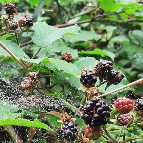 Ripe blackcurrants in the foreground, leaves and a wet spider web to the rear