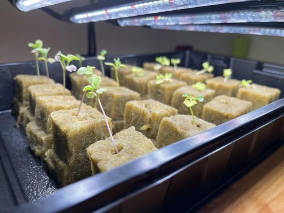 Little microgreens have sprouted up from the hydroponic cubes!