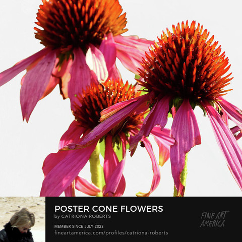 Digital image featuring an artistic representation of Cone Flowers.
