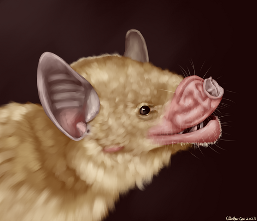 Portrait of a happy Jamaican flower bat facing towards the right.