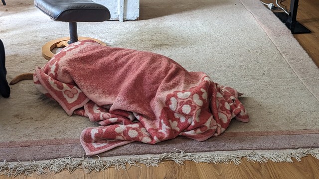 Cane Corso (Hund, 60kg) komplett in einer Decke ("Decki") eingewühlt. Nur der Schwanz schaut raus.