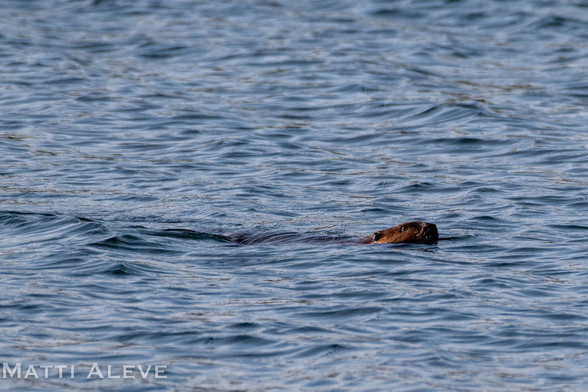 A beaver swimming with its head just poking out of the water.
