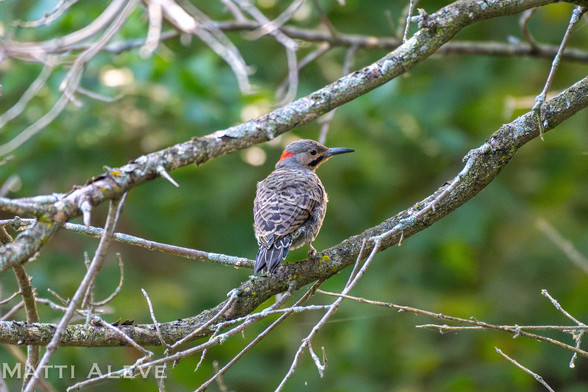 a northern flicker with its back towards the camera and it's head turned.  Its sitting in a dead tree, mottled grey and black body, red patch on the back of its head
