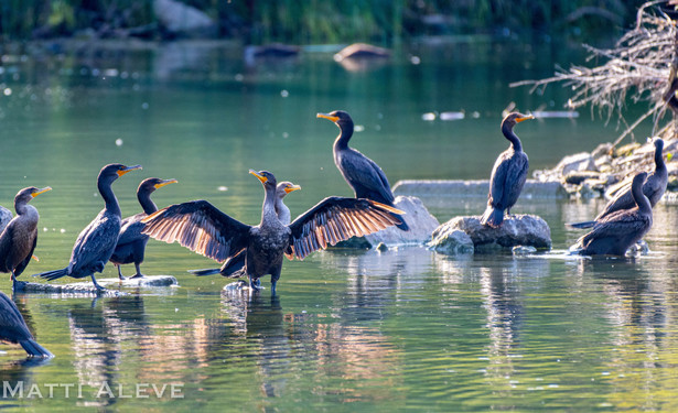 Several cormorants standing on rocks out in shallow water, back lit.  One has its wings outstretched with the sun behind makes them glow