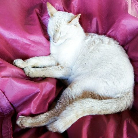 Gato branco dormindo em pufe rosa