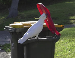 photo of a sulphur-crested cockatoo (Cacatua galerita) sitting on the rim of a wheelie bin and lifting the lid with its beak. (Photo: B.C. Klump.)