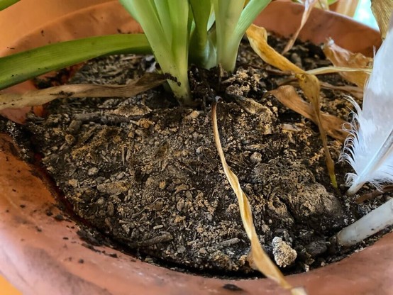 Wild mold growing on soil? Keep repotting into new dirt and this keeps persisting!