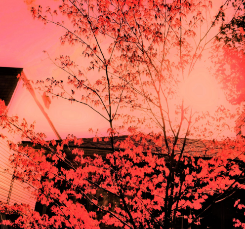 A radiant orange-red wash of tree, sky, buildings, back yard.