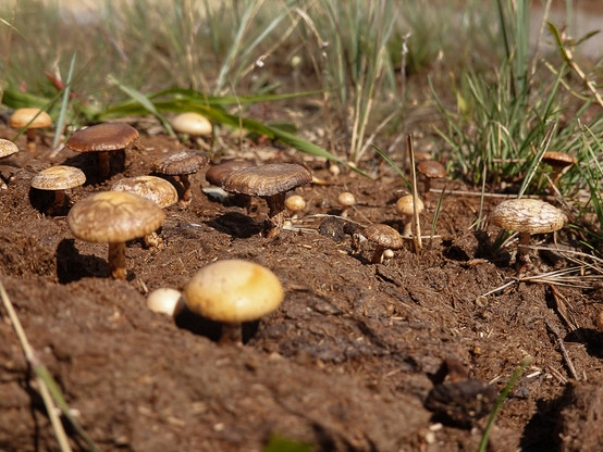 numerous small mushrooms sprout from a pile of manure