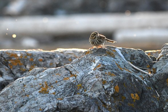 Small, backlit, brown, yellow, and white bird crouching on grey rock