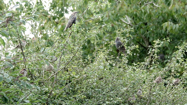 Looking towards a leafy green tree full of birds. At the top are two starlings with bright black and light colouring. Below are ten sparrows.