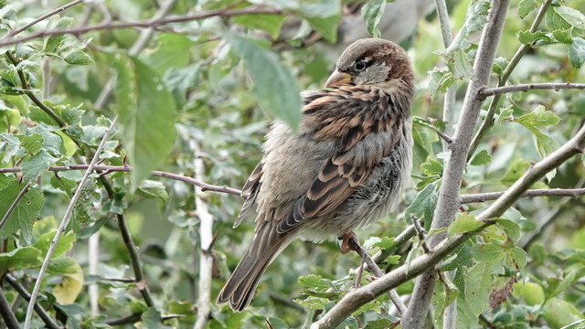A female sparrow preening herself in a green tree, looking back to the left with her head resting on her very fluffy back. She has a very fluffy tummy to the right, and brown (dark and light) wings and tail.