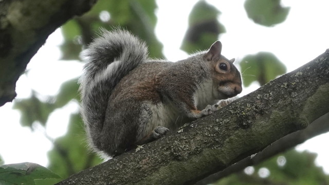 A rather reddish grey squirrel perched on a branch running diagonally up right in the picture. Its grey tail is curved against its back as it faces right. It has red patches on its body and head.