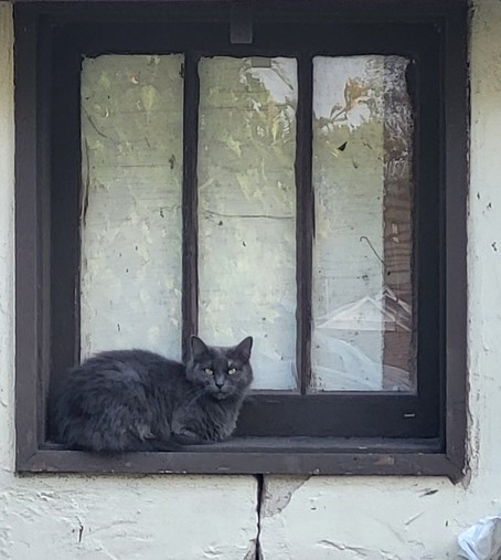 A gray or black cat sitting on a stucco garage window sill.