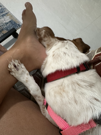 Small brown and white dog with her paw on a personâ€™s foot while her head is wedged between the foot and the arm of a chair.