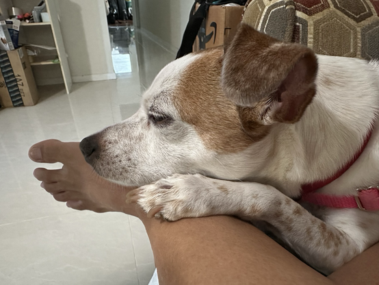 Small brown and white dog sleeping on a personâ€™s leg