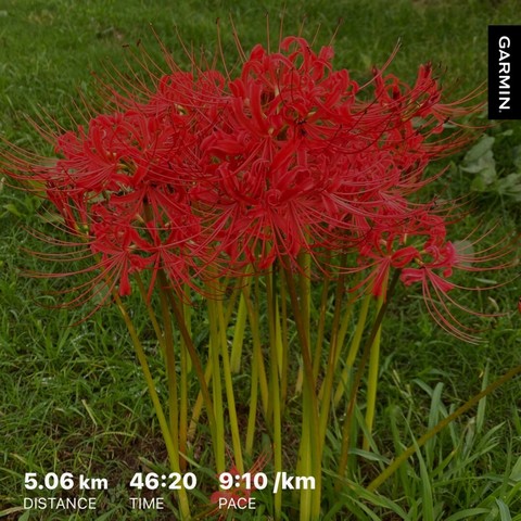 A cluster of red spider lily flowers with the text: 5.06 km DISTANCE 46:20 TIME 9:10/km PACE GARMIN overlayed