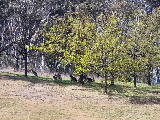 A small hillock with trees and a mob of kangaroos.