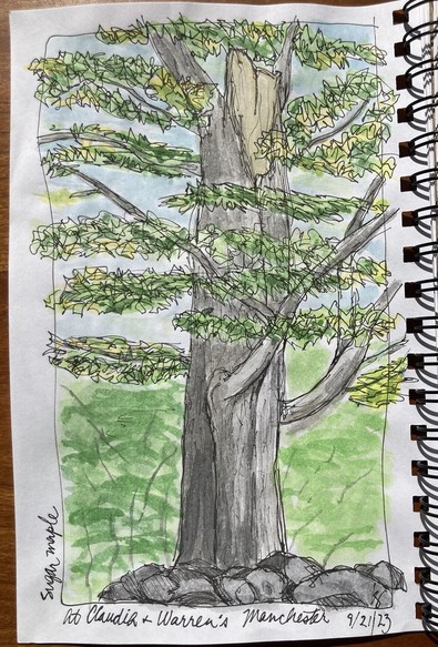 Ink sketch of a sugar maple tree. From the bottom, it shows a grey rock wall that goes past the base of the tree, then the trunk of the tree rises upward. At the top of the page is where the trunk has broken off in a windstorm, but larger branches continue upward. The bark is grey and lined. Where the tree broke off the wood shows through as light brown. There are green and yellow leaves surrounding the tree, since itâ€™s fall and the leaves are starting to turn. Light blue sky and more green from leafy understory that form the background.
