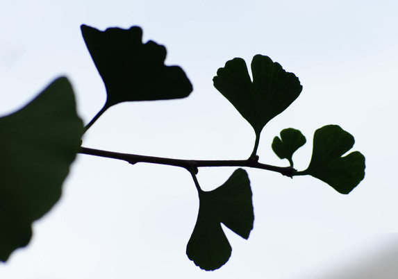 6 leaves of the famous tree Ginkgo Biloba,  5 of which are fully visible in sharp focus on a stem and one which is partially visible and fuzzy.  All of the leaves have a fan-like shape,  most have a single deep notch in the leaf.