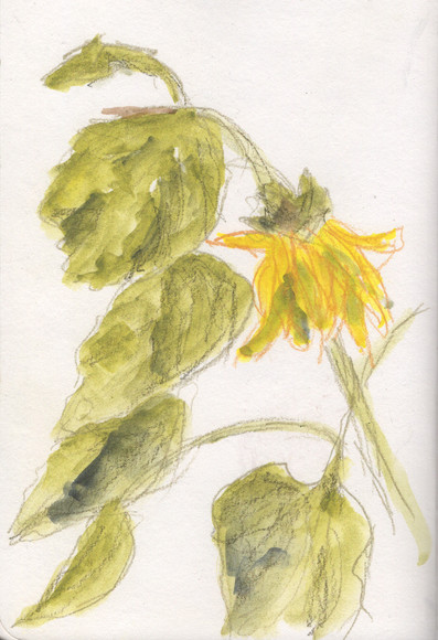 A colored pencil and wash sketch of a sunflower a bit past its prime and drooping. To the left of the stalk of the sunflower there are six leaves folded downwards.
