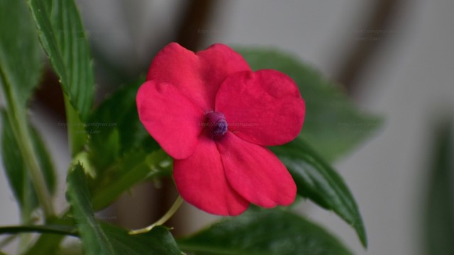 Flower, color, photo