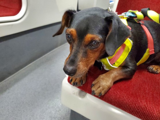 A close up photo of a doggo lying on a streetcar seat. Doggo is black with brown around facial features; a mix of dachshund and chihuahua.