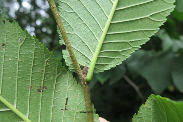 Photo of treespecies Ulmus glabra : Category is knop-bud-knospe-bouton-capullo