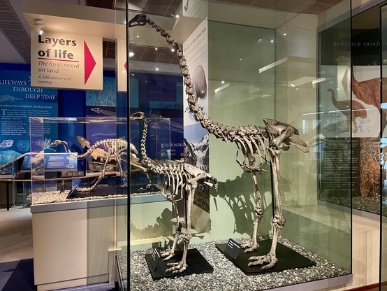 Articulated skeletons of several types of extinct moats on display behind glass