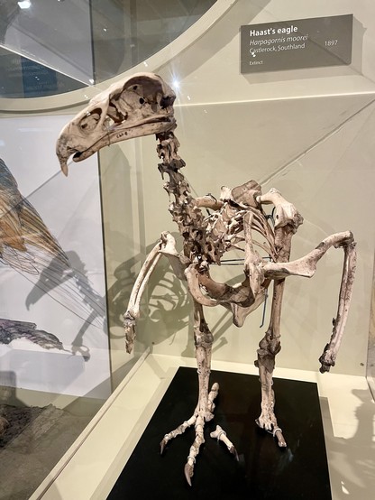 Skeleton of the extinct, world’s biggest, Haast eagle behind glass