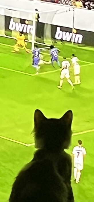A kitten, with his back to us, watches as Mo Salah scores the third Liverpool goal in their game against Lask.