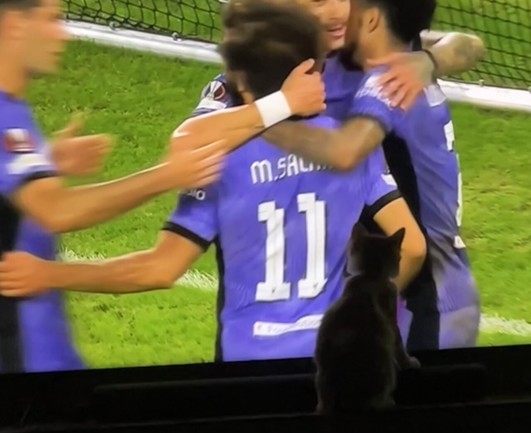 The kitten watches as Liverpool players celebrate Mo Salahâ€™s goal. The kitten is at the bottom of the screen, seen in silhouette.