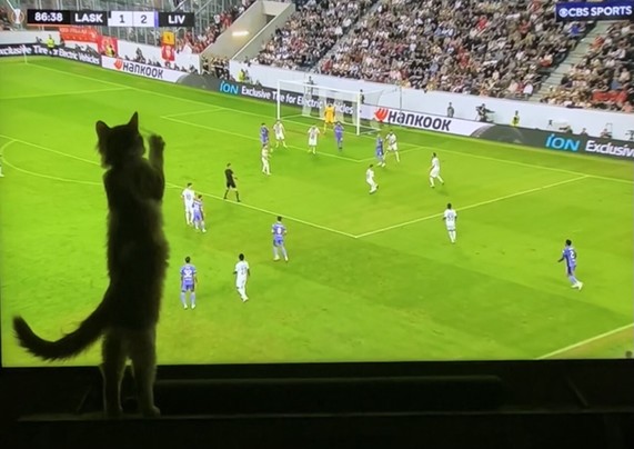 The kitten, seen as a shadow, attempts to join in the Liverpool Lask game.