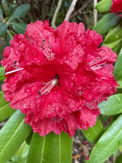Red rhododendron flowers
