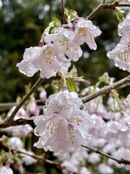 Cream-coloured cherry blossom