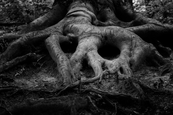 A black-and-white photo of a tree with very large roots that are exposed. Some of them in the foreground appear to form the shape of a spooky face.
