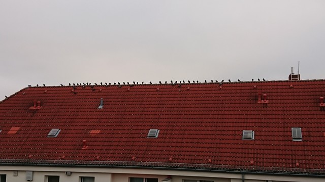 Over 30 crows are sitting lined up on a roof